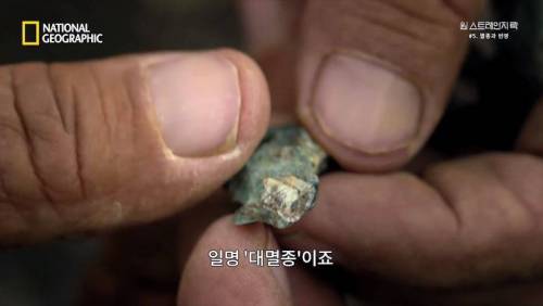 대멸종 시대에 살아남은 생물.jpg