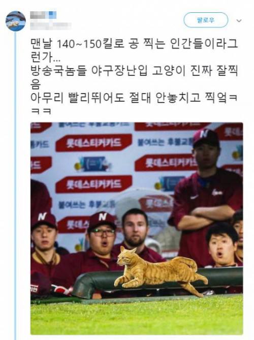 고양이 잘찍음.jpg