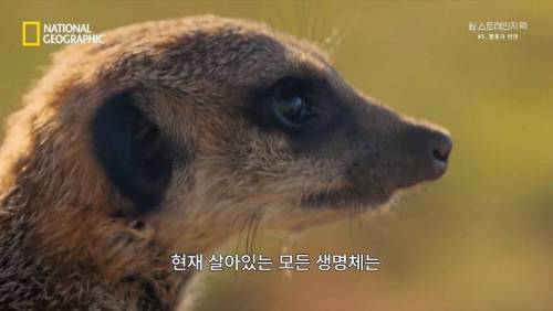 대멸종 시대에 살아남은 생물.jpg