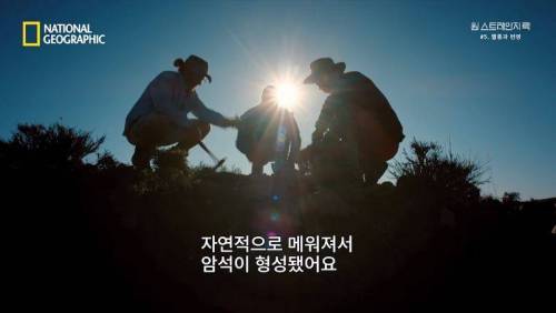 대멸종 시대에 살아남은 생물.jpg