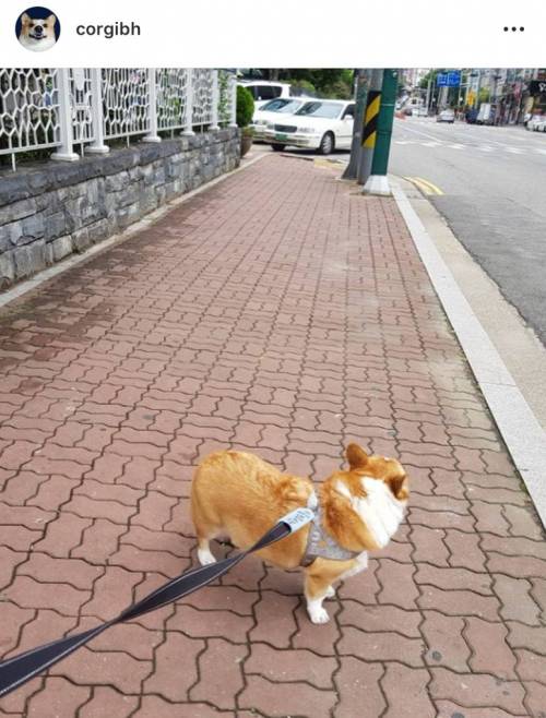 강아지들은 생각보다 많은 것을 기억하고 있다