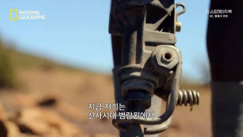 대멸종 시대에 살아남은 생물.jpg