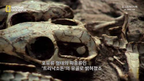 대멸종 시대에 살아남은 생물.jpg