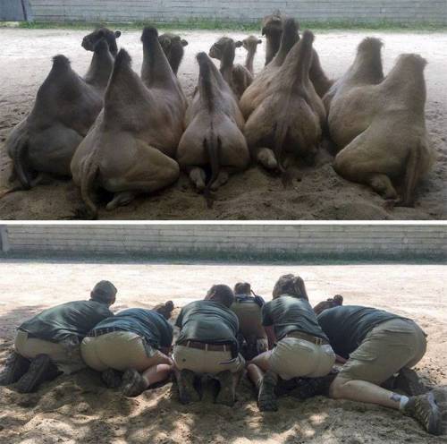 동물들 따라하는 사육사들.jpg