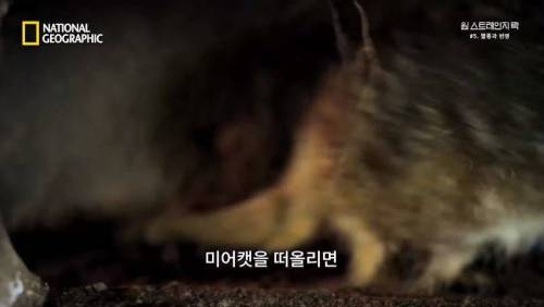 대멸종 시대에 살아남은 생물.jpg