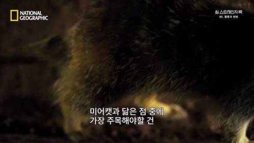 대멸종 시대에 살아남은 생물.jpg