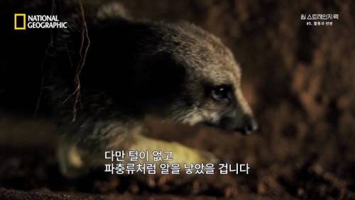 대멸종 시대에 살아남은 생물.jpg