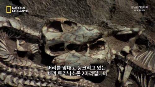 대멸종 시대에 살아남은 생물.jpg