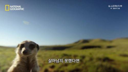 대멸종 시대에 살아남은 생물.jpg
