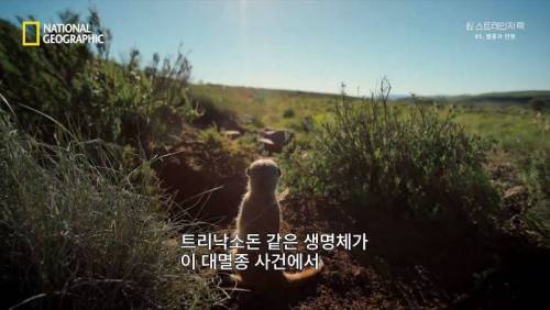 대멸종 시대에 살아남은 생물.jpg