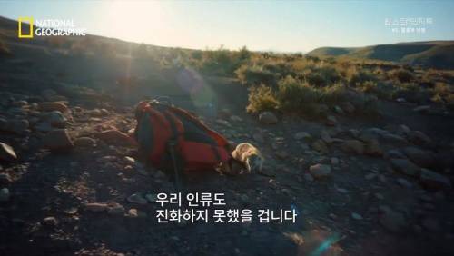 대멸종 시대에 살아남은 생물.jpg