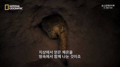 대멸종 시대에 살아남은 생물.jpg