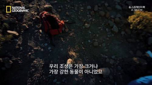 대멸종 시대에 살아남은 생물.jpg