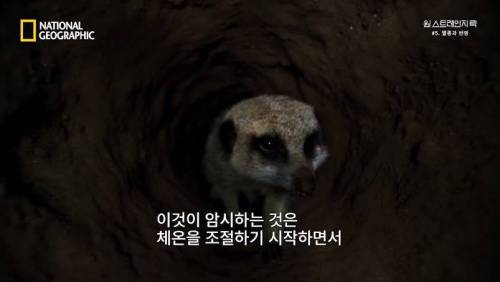 대멸종 시대에 살아남은 생물.jpg