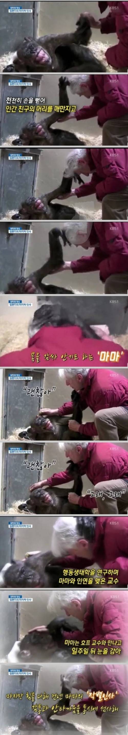 침팬지의 마지막 인사.........