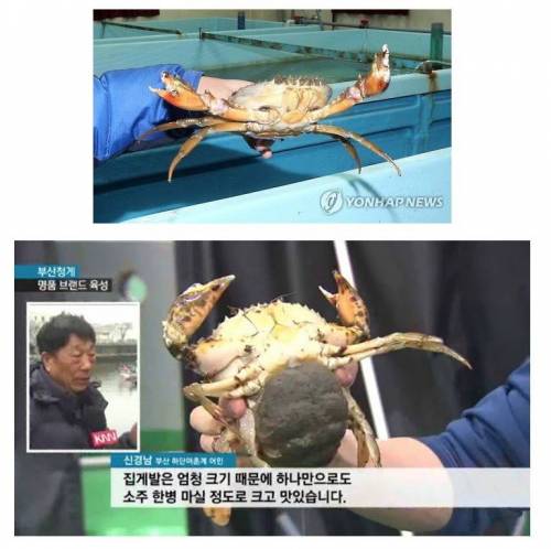 착한 외래종.jpg