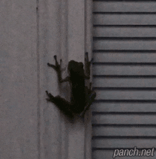 반딧불 삼킨 개구리.gif