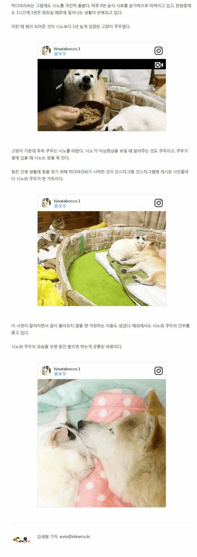 치매걸린 시바견.jpg
