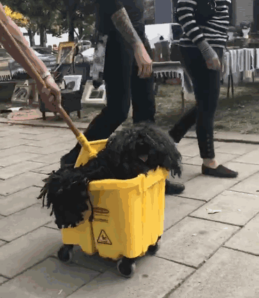 반려견의 할로윈 코스튬.gif