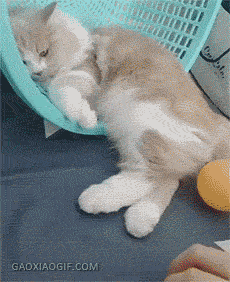 중성화 한 고양이.gif