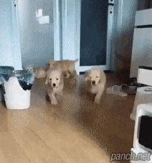 개무룩.gif