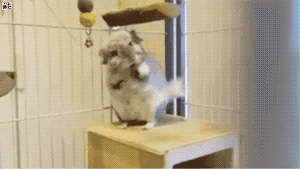 야무지게 수염 정리하는 친칠라.gif