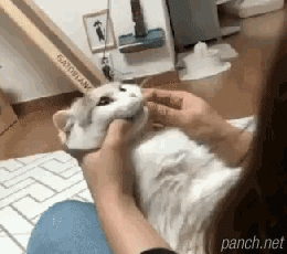 고양이 약 먹이기 달인.gif