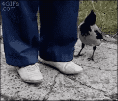 까마귀가 인간이 손에 든 것 훔치는 법.gif