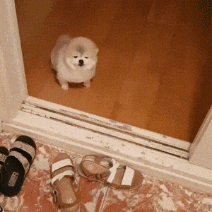 자다말고 반겨주는.gif
