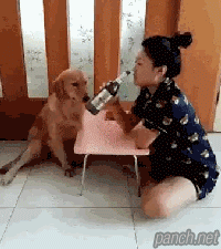 영혼의 반려견.gif
