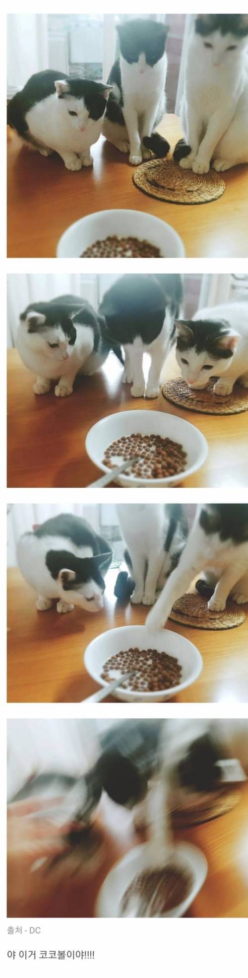 사료에 우유 말아 먹는 집사.jpg