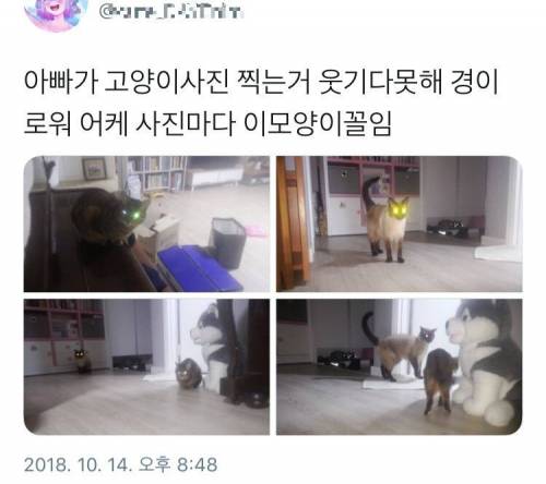 아빠가 찍은 고양이 사진.jpg