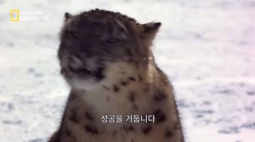 사냥 중 120M 절벽 아래로 추락한 표범.jpg