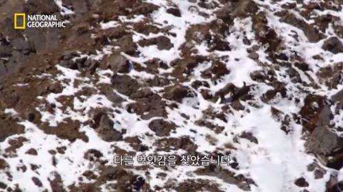 사냥 중 120M 절벽 아래로 추락한 표범.jpg