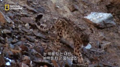 사냥 중 120M 절벽 아래로 추락한 표범.jpg