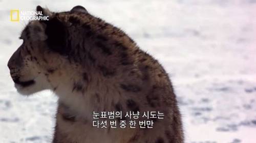 사냥 중 120M 절벽 아래로 추락한 표범.jpg