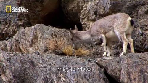 사냥 중 120M 절벽 아래로 추락한 표범.jpg