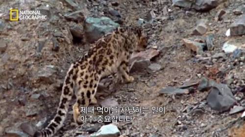 사냥 중 120M 절벽 아래로 추락한 표범.jpg