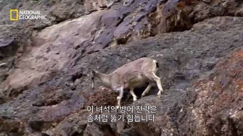 사냥 중 120M 절벽 아래로 추락한 표범.jpg
