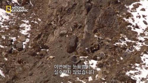 사냥 중 120M 절벽 아래로 추락한 표범.jpg