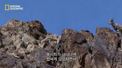 사냥 중 120M 절벽 아래로 추락한 표범.jpg