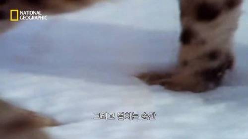 사냥 중 120M 절벽 아래로 추락한 표범.jpg