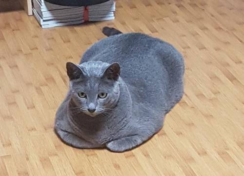 고양이 집 이상과 현실.jpg