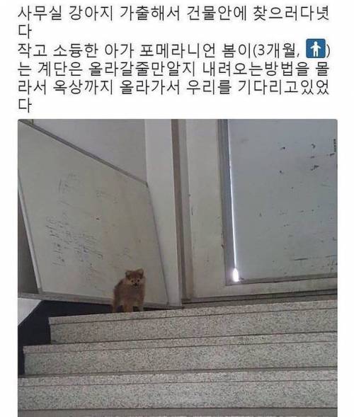 사무실 강아지 가출사건.jpg