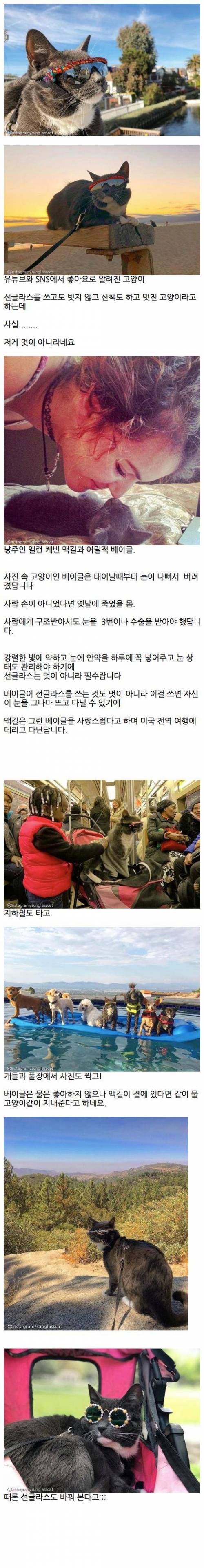 나는 선글라스 고양이라옹~~.jpg
