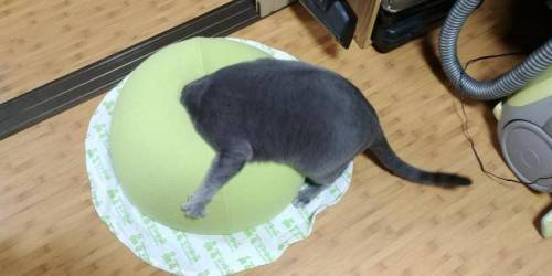 고양이 집 이상과 현실.jpg