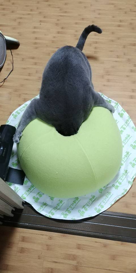 고양이 집 이상과 현실.jpg