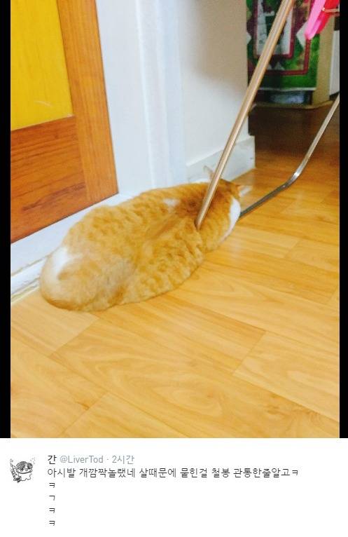 철봉에 관통당한 고양이.jpg