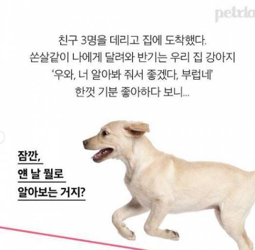 강아지는 날 어떻게 알아볼까! 얼굴? 목소리? 냄새?