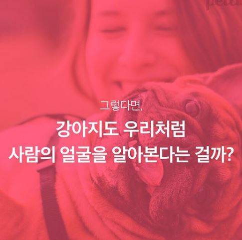 강아지는 날 어떻게 알아볼까! 얼굴? 목소리? 냄새?